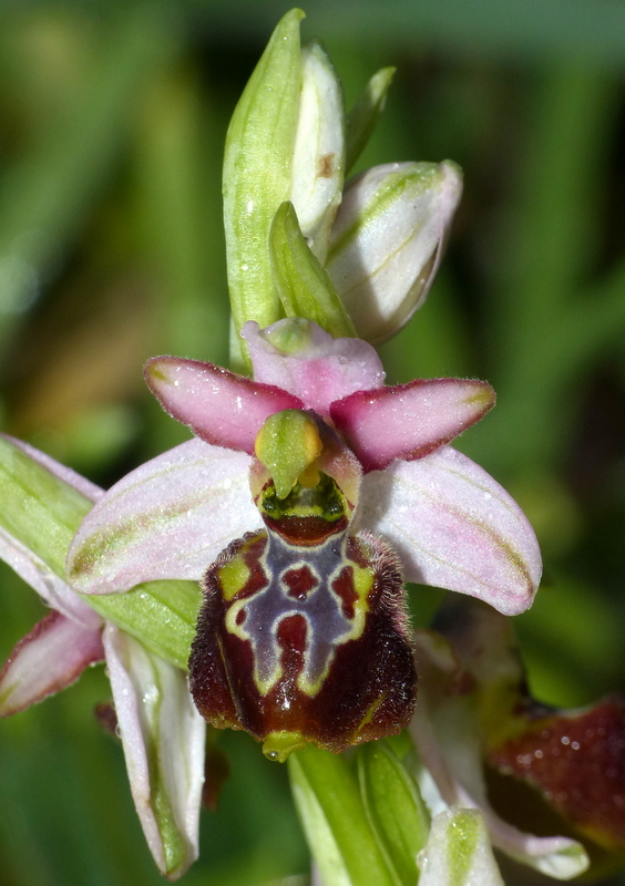 Ophrys sul litorale romano  marzo 2020